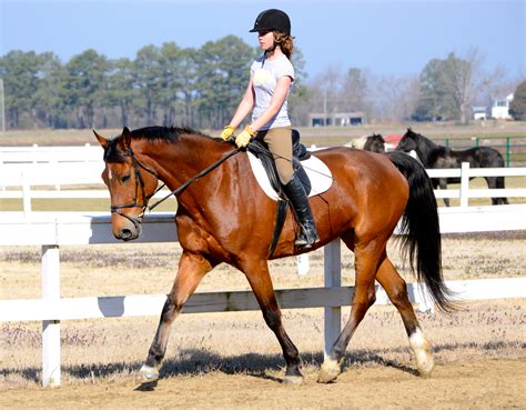 horse riding pics